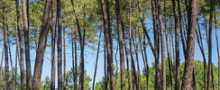 Forêt des Landes de Gascogne