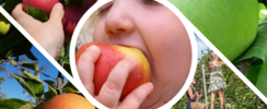 Pommes bio à cueillir en famille
