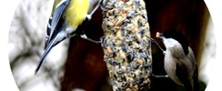 fabrication de boules de graines pour les oiseaux
