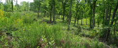 Forêt domaniale de Laveyron