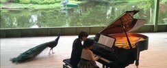 Charlotte Muniesa - Cours de piano
