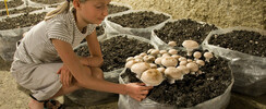 Musée du Champignon