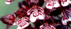 Le Jardin Limodore - Les Orchidées du Périgord