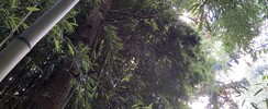Peindre... créer au Jardin bambou bleu 