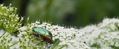 Les Insectes utiles aux jardiniers