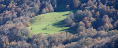 Forêt d'Iraty