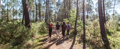 Forêt de Pins