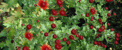 Jardin des Métamorphozes
