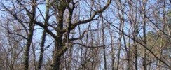 Forêt à chênes de Bellebat