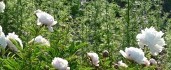 Les Jardins de la Régie