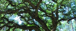 Arbre Remarquable - Le chêne liège