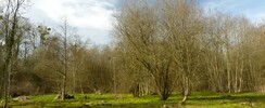 L'Etang de l'Isle