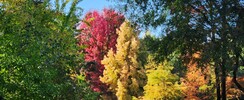 Dimanches d'Automne