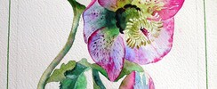 Hélène Cloître - Découvrez l'aquarelle et sa sensibilité