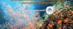 Guerres et paix sous-marines