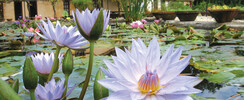 Le Jardin des Nénuphars Latour-Marliac