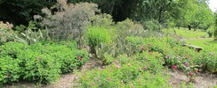 Jardin Pimpinellifolia