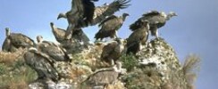Ligue pour la protection des oiseaux