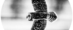 EPURES SAUVAGES, Photograp Vincent RILLARDON 