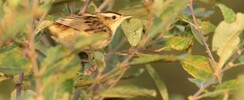Réserve naturelle des dunes et marais d'Hourtin