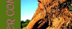 the juniper comedy - un parcours de sculptures dans la garrigue - création d'alexandra gerber