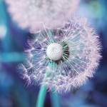 Présence Vocale - Accordeuse de voix - Coaching de la voix parlée et chantée