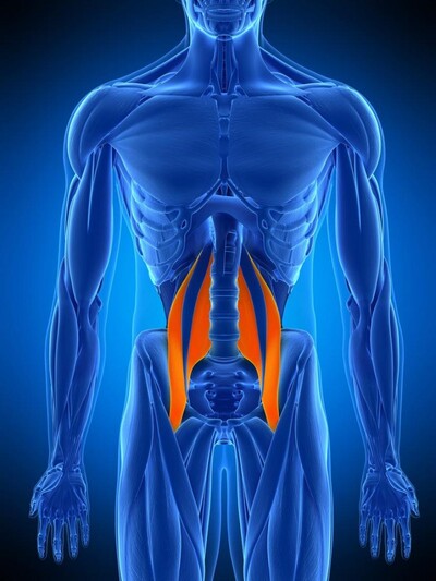 Stage Méthode Feldenkrais™ : Le Muscle Psoas