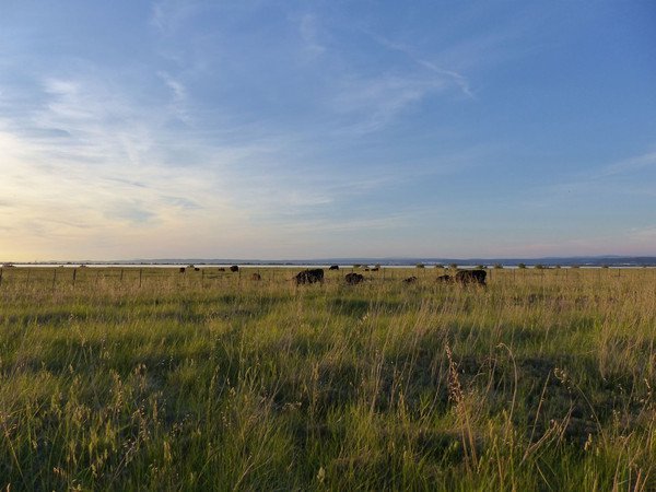 Randonnée commentée : La petite Camargue marignanaise