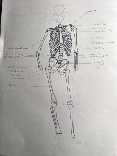 Dessin - les fondamentaux de l'anatomie