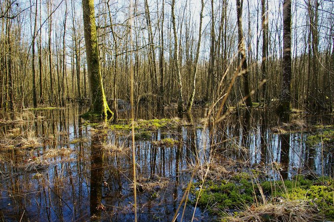 Forêt humide des Mousseuses
