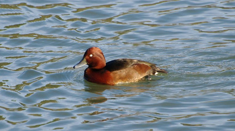 Lac d'Ayguelongue
