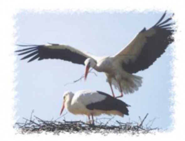 ASSOCIATION NATURE DU NOGENTAIS
