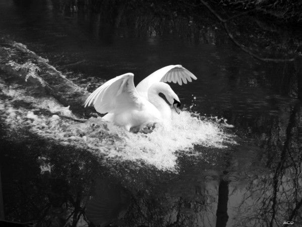 AUDE CROMBE-DELECLUSE photographies