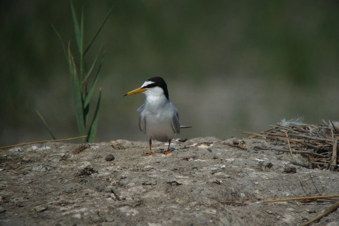 LES OISEAUX MIGRATEURS