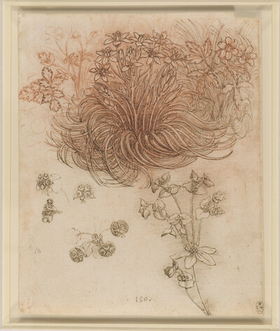 Léonard De Vinci et la Nature