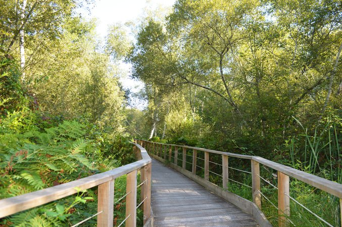 Visites dans la Réserve naturelle des dunes et marais d'Hourtin