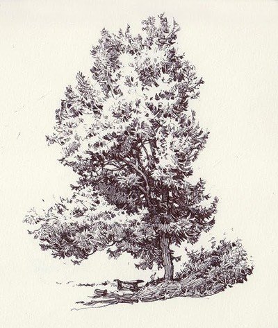 Stage de dessin du paysage : les arbres, rochers....