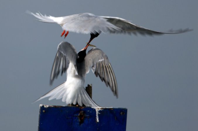 Les Oiseaux du Pays Blanc