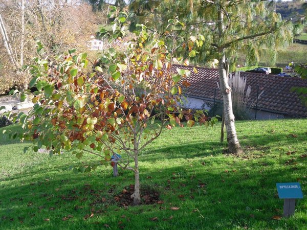 L'Arboretum du Père Armand David