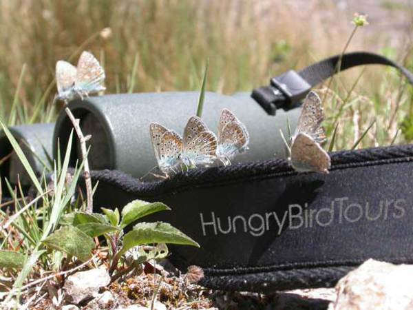 Hungry Bird Tours