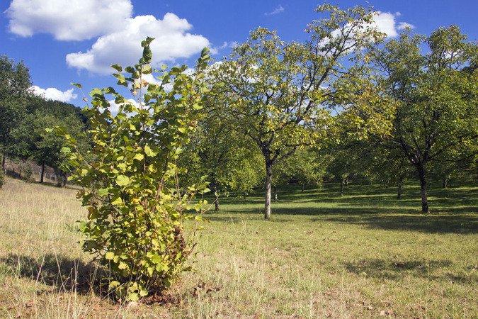 Ecomusée de la Noix du Périgord-Huilerie d'Aiguevive
