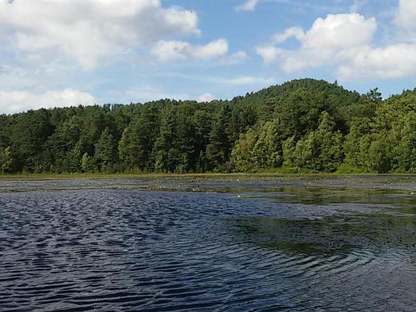 ÉTANG DE WALDECK - RESERVE NATURELLE