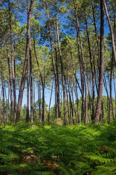Forêt des Landes de Gascogne