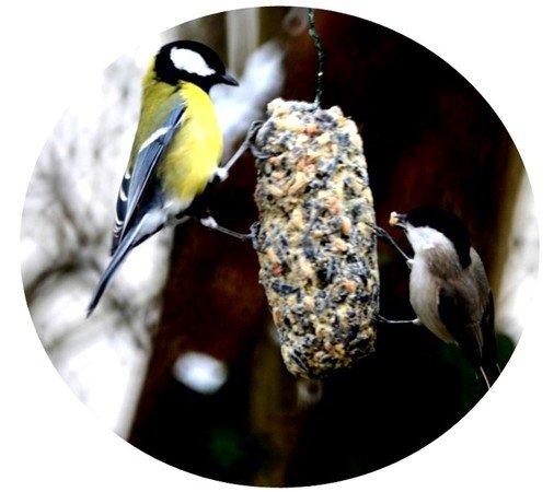 fabrication de boules de graines pour les oiseaux