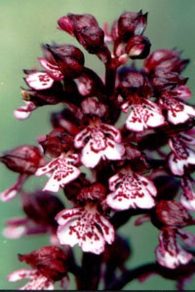 Le Jardin Limodore - Les Orchidées du Périgord