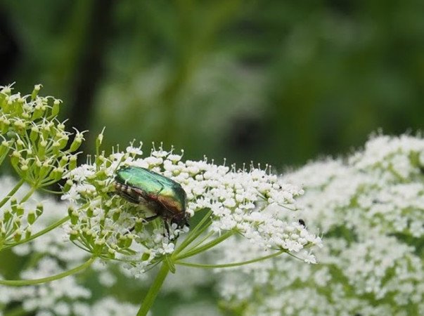 Les Insectes utiles aux jardiniers