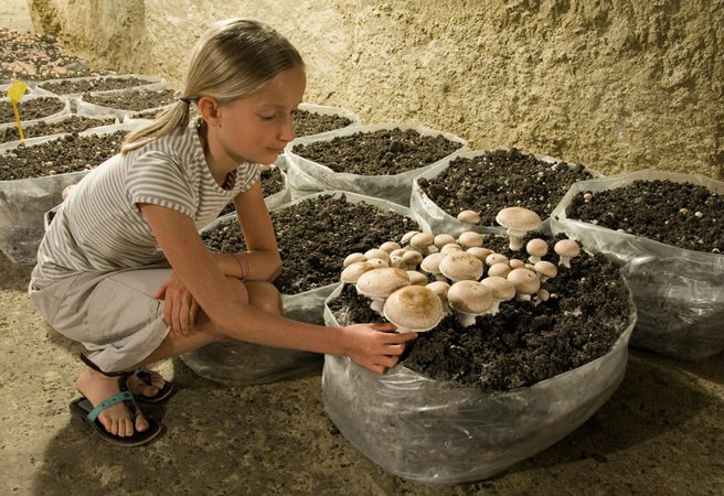 Musée du Champignon