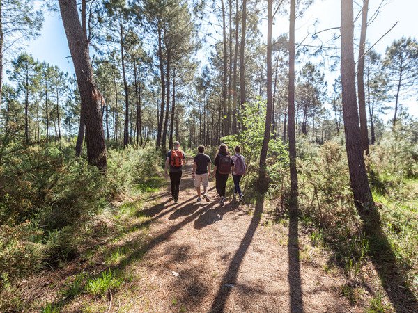 Forêt de Pins