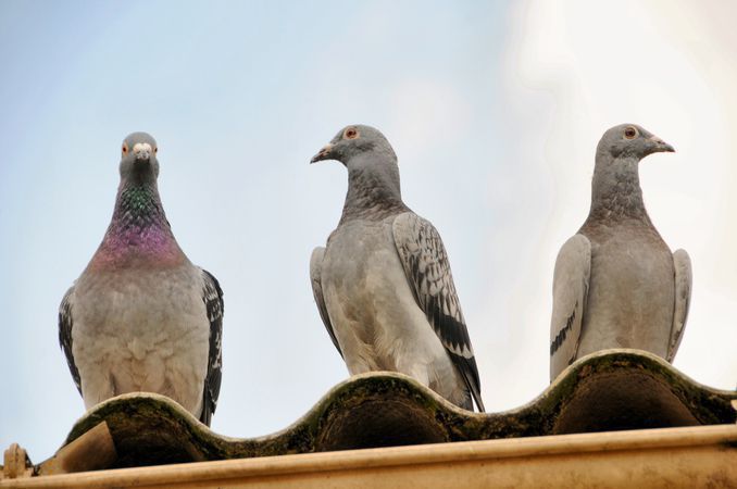 Pont en Fête - Lâcher de pigeons