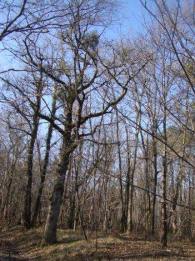 Forêt à chênes de Bellebat